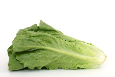 Romaine Lettuce clipart