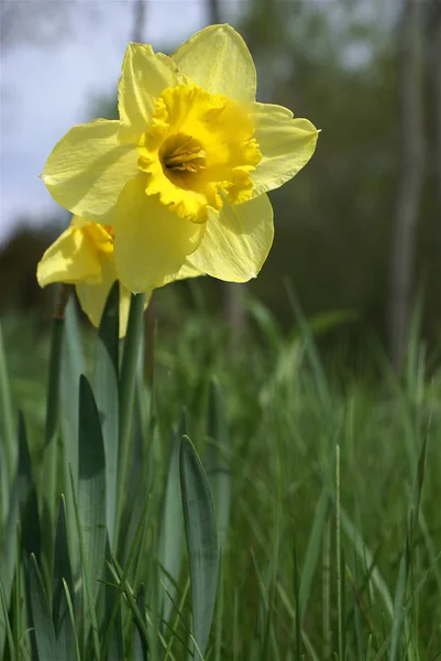 Daffodil — Fotografie, imagine de stoc