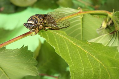 Cicada Tibicen Davisi clipart