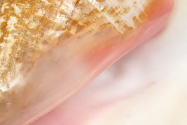 Conch Macro sfondo — Foto Stock