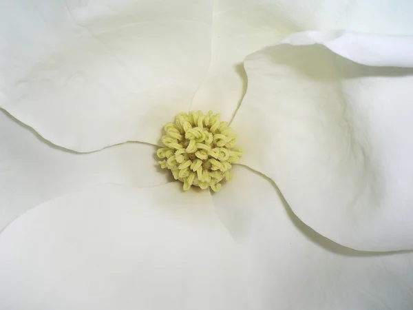 Stock image Magnolia