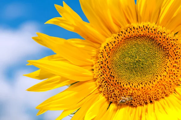 stock image Sunflower