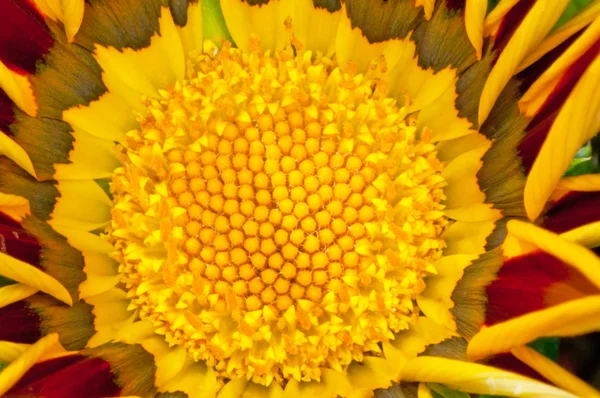 Gaillardia Flower — Stock Photo, Image