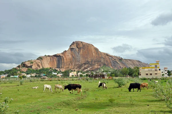 Индийская деревня и коровы — стоковое фото