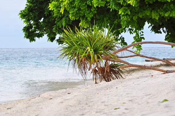 Playa isla exótica — Foto de Stock