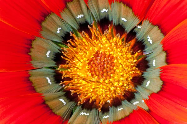 Gaillardia Flower — Stock Photo, Image