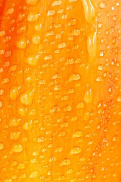 Liść z deszczu — Zdjęcie stockowe