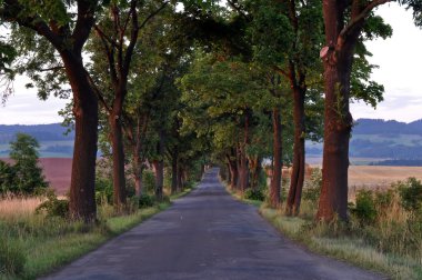 yol, ağaçlar