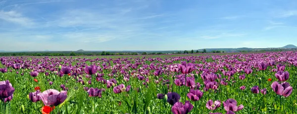 Panorama of Poppy Field — Stock Photo, Image