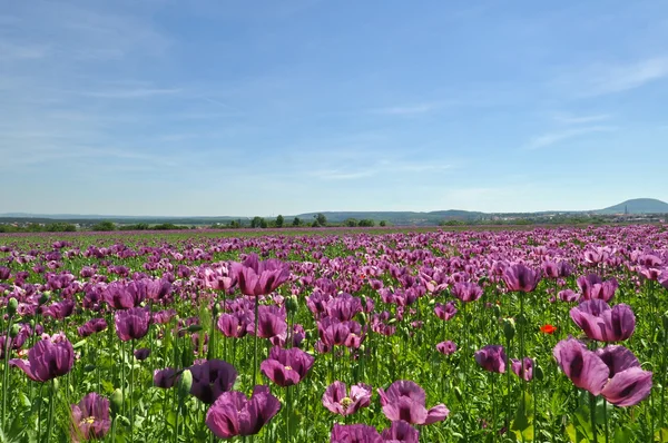 Poppy Field — Stock Photo, Image