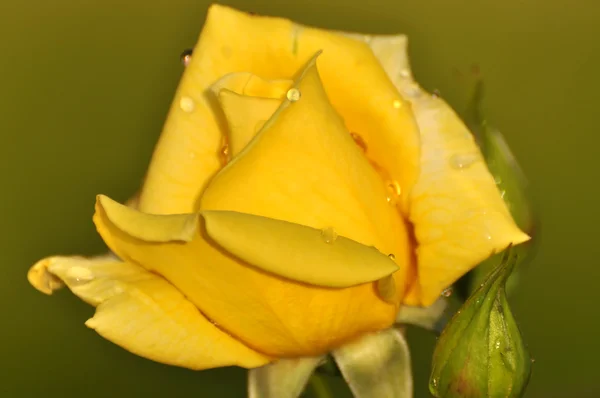 Sárga rózsa esőcseppekkel — Stock Fotó