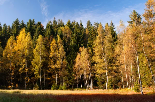 Деревья осенью — стоковое фото