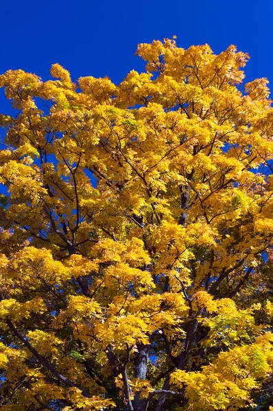 秋の間にツリー — ストック写真