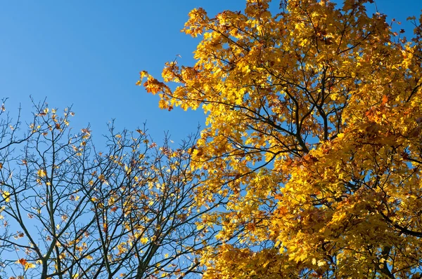 stock image Trees During the Autumn