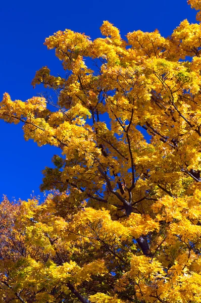 stock image Tree During the Autumn