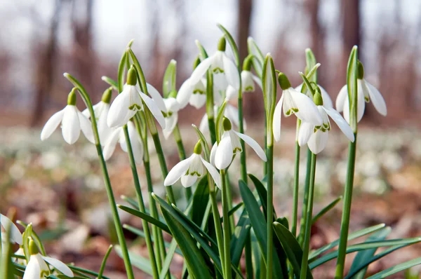 First Snowdrops — Stock Photo, Image