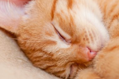 Sleeping Red Kitten