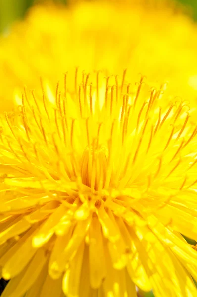 Dandelion Flower — Stock Photo, Image