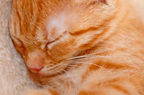 Спящий рыжий котенок — стоковое фото