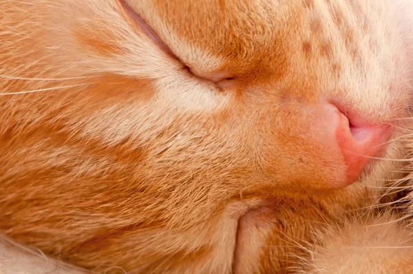 Спящий рыжий котенок — стоковое фото