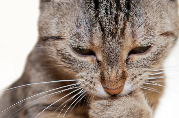 stock image Close Up View of Cat