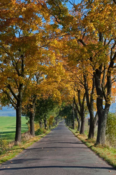 Árboles en el camino — Foto de Stock