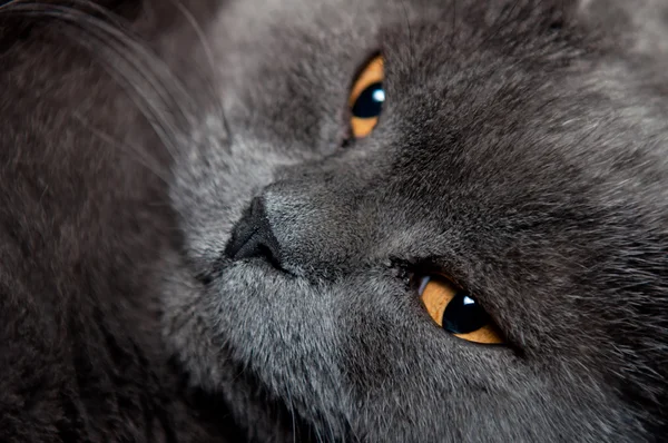Azul británico taquigrafía gato — Foto de Stock