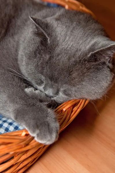Azul Britânico Shorthair Cat — Fotografia de Stock