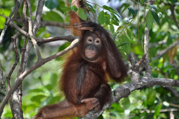Милий орангутанга дитини — стокове фото