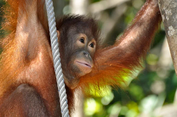 귀여운 오랑우탄 아기 — 스톡 사진