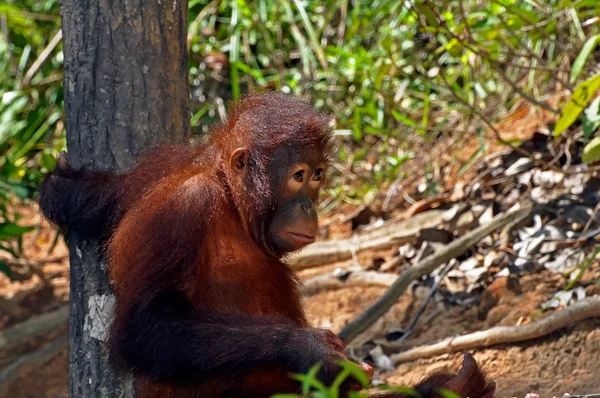 红毛猩猩宝宝 — 图库照片