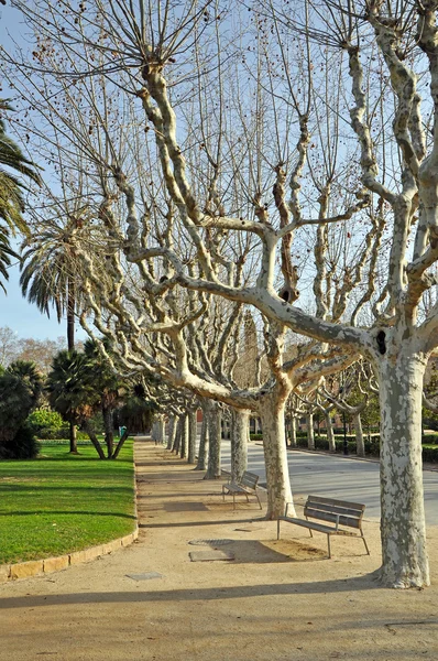 stock image Park in Barcelona