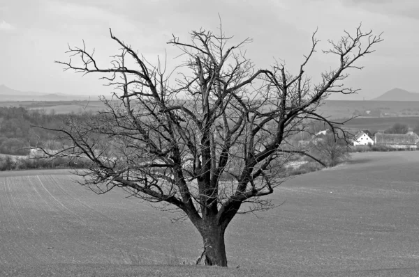 フィールドの木 — ストック写真