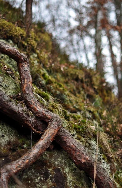 Корневое дерево — стоковое фото