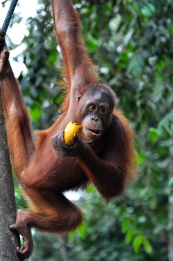 Orangutan Female clipart