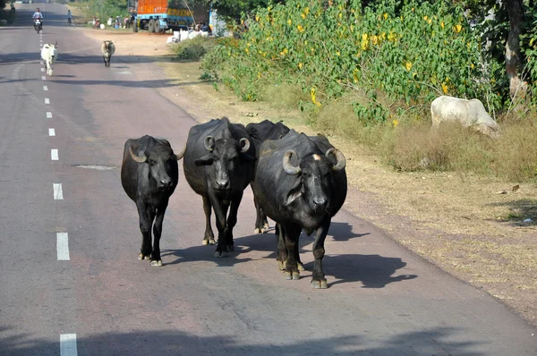 Cows on the Indian Countryside — Stock Photo, Image
