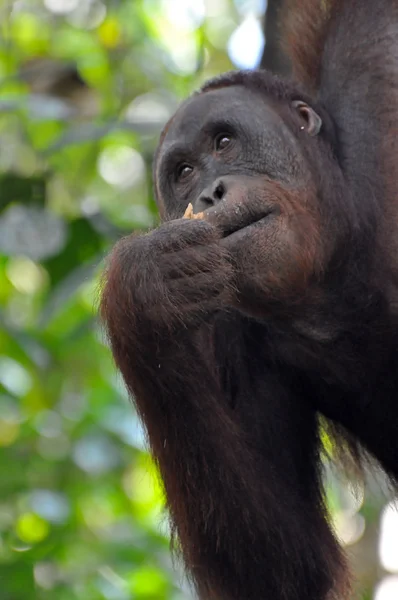 Orangután hembra — Foto de Stock