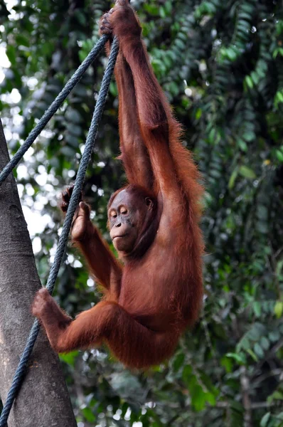 红毛猩猩女攀爬 — 图库照片