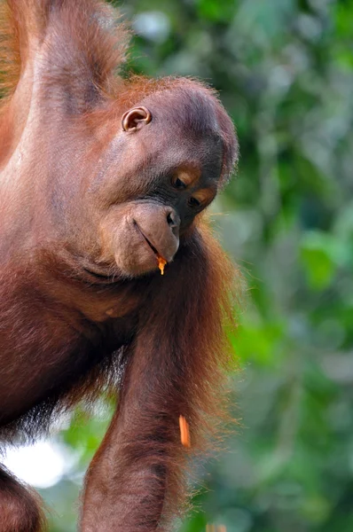 Orangutan kobieta — Zdjęcie stockowe