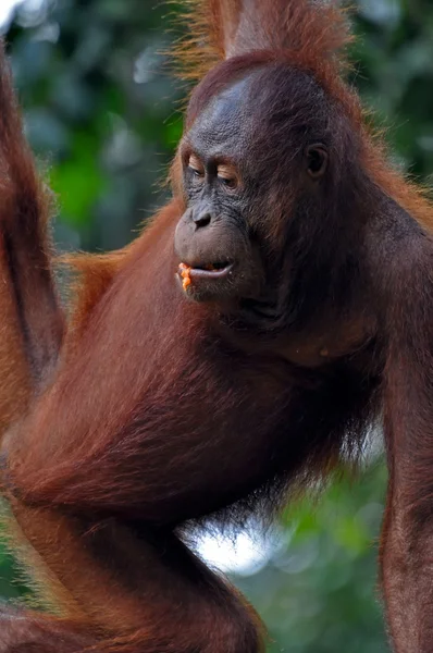 Orangutan femmina — Foto Stock
