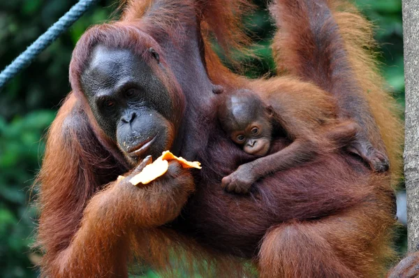 Orangutang kvinna med en baby — 图库照片