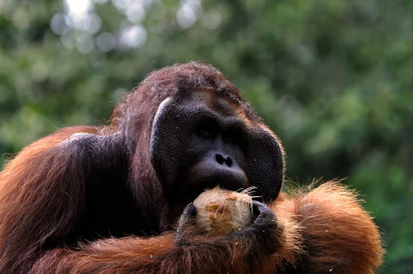 Большой орангутанг — стоковое фото