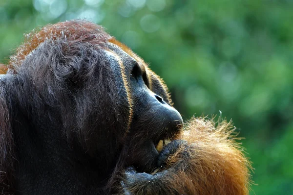 Grande dominante orangotango masculino — Fotografia de Stock