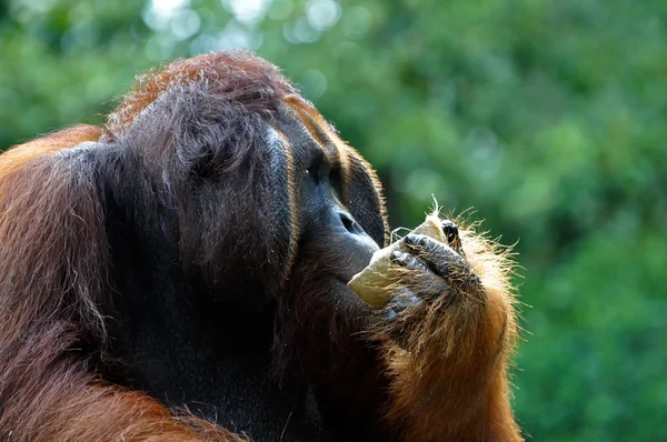 Великий орангутанг самця з кокосовим горіхом — стокове фото