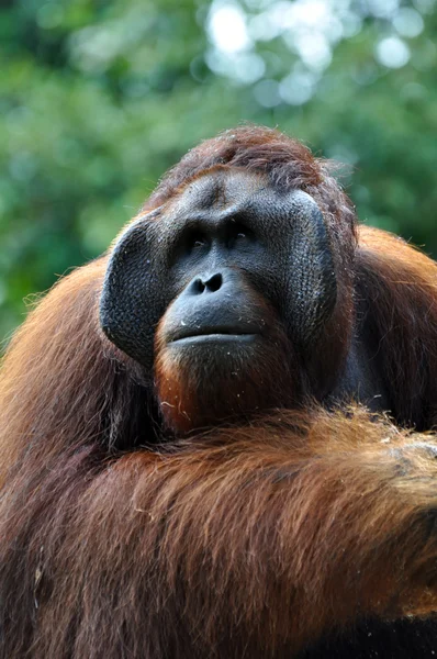 Grande orangotango Masculino — Fotografia de Stock