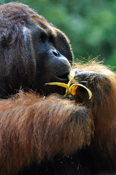 Gros orang utan mâle — Photo