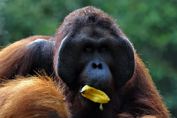 Dominante orangután masculino — Foto de Stock