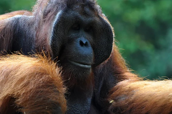 Grande dominante orangután masculino — Foto de Stock