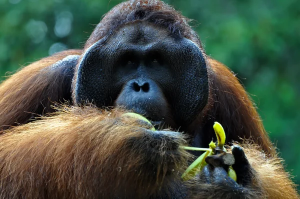 Grande orangután macho — Foto de Stock