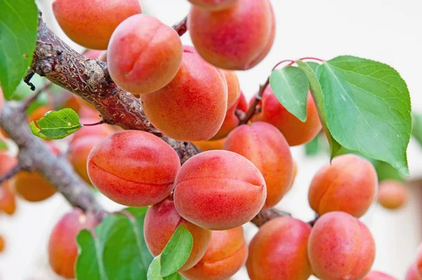 stock image Apricots